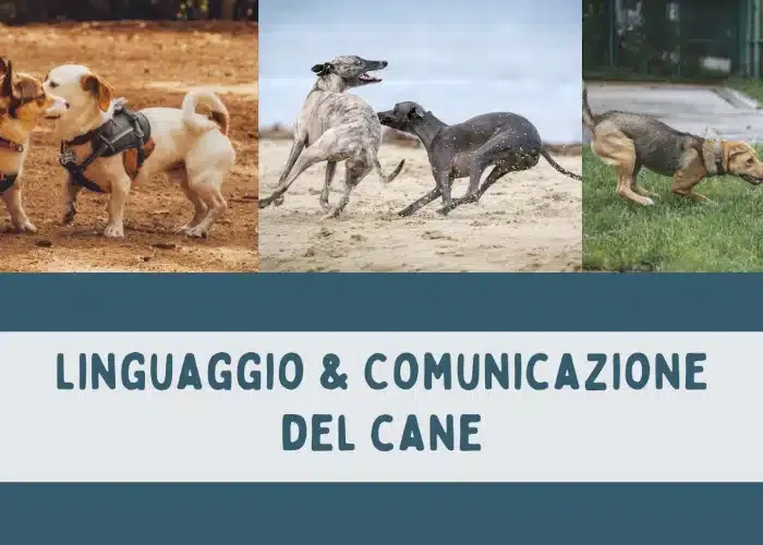 Download Linguaggio e Comunicazione del Cane di Educazione Cinofila